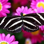 pink-flower-butterfly-150x150